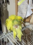 IMG_0522.jpeg