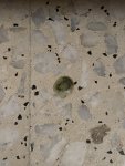 IMG_0765.jpeg