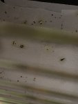 IMG_0768.jpeg