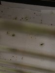 IMG_0767.jpeg