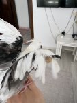 IMG_5752.jpeg