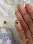 IMG_0454.jpeg