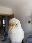 IMG_7818.jpeg