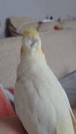 VID_20260627_203420(0).gif