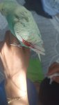 IMG_20260629_082856.jpg