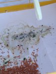 IMG_20260626_092903.jpg