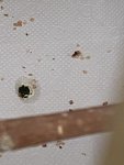 IMG_0801.jpeg