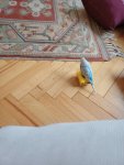 image-1772094783570.jpg