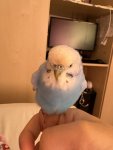 IMG_1354.jpeg