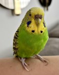 IMG_5205.jpeg