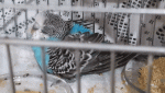 20260712_225536.gif