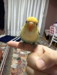 IMG_2454.jpeg