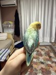 IMG_2448.jpeg