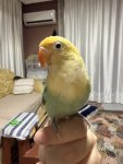 IMG_2447.jpeg