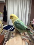 IMG_2449.jpeg