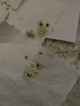 IMG_0894.jpeg