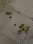 IMG_0893.jpeg