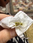 IMG_2561.jpeg