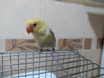 IMG_20260719_180411.jpg