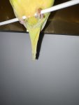 IMG_2350.jpeg