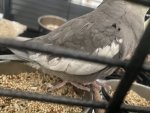 IMG_0898.jpeg
