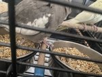 IMG_0897.jpeg