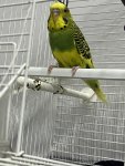 IMG_0340.jpeg