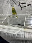 IMG_0339.jpeg