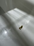 IMG_0365.jpeg