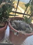 IMG_1350.jpeg
