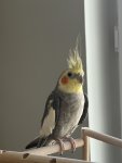 IMG_3226.jpeg