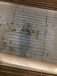 IMG_0790.jpeg