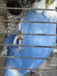 IMG_0451.jpeg