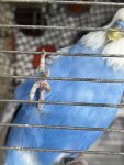 IMG_0452.jpeg