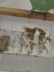 IMG_6111.jpeg