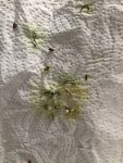 IMG_6775.jpeg