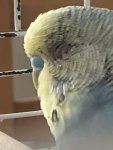 IMG_5529.jpeg
