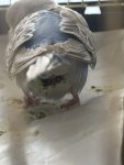 IMG_6945.jpeg