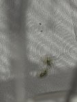 IMG_2357.jpeg