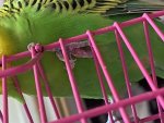 IMG_5434.jpeg