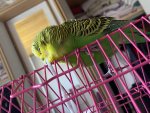 IMG_5430.jpeg