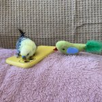 IMG_4239.jpeg