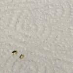 IMG_4238.jpeg