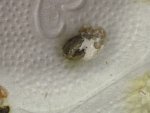 IMG_20260913_163051.jpg