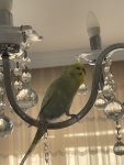 IMG_1127.jpeg