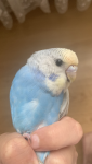 tempImageqdM15h.png