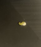 IMG_1124.jpeg