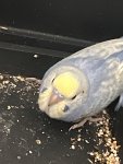 IMG_8775.jpeg