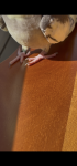 IMG_2070.png