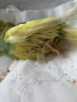 IMG_4520.jpeg